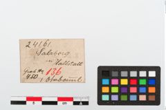 Etiketten zu Bernsteinperlenanhänger (NHMW-PRAE-024161)